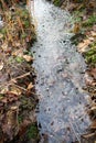 Frozen water puddle in autumn forest Royalty Free Stock Photo