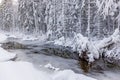 Frozen water puddle with a upproted tree in a snowy forest Royalty Free Stock Photo