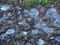 Frozen water puddle in winter soil ground Royalty Free Stock Photo