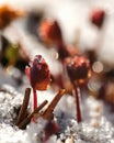 Frozen waterdrops on the leaves