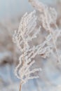 Frozen weed in frosty forest