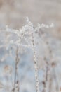 Frozen weed in frosty forest