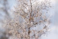 Frozen weed with hoarfrost closeup selective focus