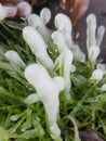 Frozen weeds that form ice granules