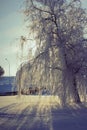 Frozen weeping willow Royalty Free Stock Photo