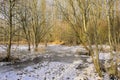 Frozen swamp in a  winter forest in the flemish countryside Royalty Free Stock Photo