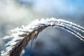 Frozen wheat grown with ice crystals