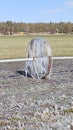 A frozen wheel