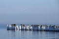 Wooden piles of the old pier covered with ice in frosty winter weather and a flock of flying white swans