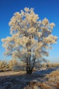 Frozen White Tree in the morning