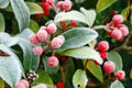 Frozen Wild Berries Royalty Free Stock Photo