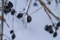 Frozen wild berries covered by ice after an ice storm Royalty Free Stock Photo