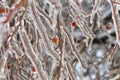 Frozen wild berries covered by ice after an ice storm Royalty Free Stock Photo