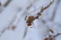 Frozen wild berries covered by ice after an ice storm Royalty Free Stock Photo