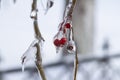 Frozen wild berries covered by ice after an ice storm Royalty Free Stock Photo