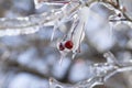 Frozen wild berries covered by ice after an ice storm Royalty Free Stock Photo