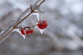 Frozen wild berry covered by ice after an ice storm Royalty Free Stock Photo