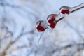 Frozen wild berry covered by ice after an ice storm