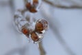 Frozen wild berry covered by ice after an ice storm Royalty Free Stock Photo