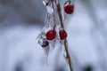 Frozen wild berry covered by ice after an ice storm Royalty Free Stock Photo
