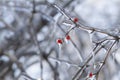 Frozen wild berry covered by ice after an ice storm Royalty Free Stock Photo