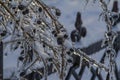 Frozen wild blueberries covered by ice after an ice storm Royalty Free Stock Photo