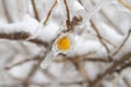 Frozen wild fruit covered by ice after an ice storm Royalty Free Stock Photo