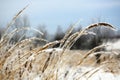 Frozen Wild Grass