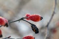 Frozen wild rose hips from sweet briar covered with ice crystals Royalty Free Stock Photo