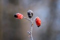 Frozen wild rose hips from sweet briar covered with ice crystals Royalty Free Stock Photo