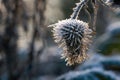 Frozen wild teasel Dipsacus fullonum covered in ice crystals of hoarfrost, back-lit by warm sunlight at golden hour in winter Royalty Free Stock Photo