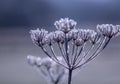 Frozen Wildflower Snow white winter Impressions