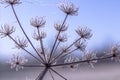 Frozen Wildflower Snow white winter Impressions