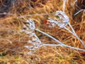 Frozen wildflowers on brown background, autumn bacground. Ice cover.