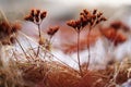 Frozen wildflowers in the forest in winter