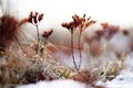 Frozen wildflowers in the forest in winter