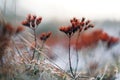 Frozen wildflowers in the forest in winter