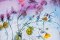 Frozen Wildflowers Ice Block Creative Background