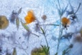 Frozen Wildflowers Ice Block Creative Background