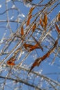 Frozen willow leaves covered by ice after an ice storm Royalty Free Stock Photo