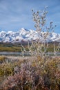 Frozen willow leaves under hoarfrost. North Chuiskiy Ridge snow mountains is on background Royalty Free Stock Photo