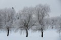 Frozen willow trees in a snowy landscape