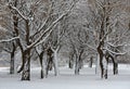 Frozen willow trees in a snowy landscape