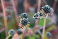 Frozen Wilted Black Eyed Susan