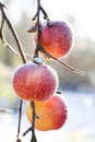 Frozen winter apples