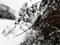 Frozen winter berry on a snowy branch. Gray winter day Royalty Free Stock Photo