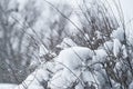 Frozen winter branches of bald tree with foggy winter landscape background.Winter Background with snow branches tree leaves .