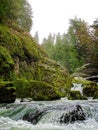 Frozen winter day along Hills Creek, western Cascades Royalty Free Stock Photo