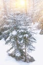 Frozen winter forest with snow covered trees. outdoor