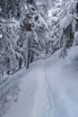 Frozen winter forest with snowcapped hiking trail Royalty Free Stock Photo